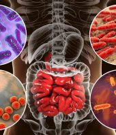 Scientists Find a Possible Link Between Gut Bacteria and Depression