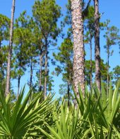 Massive restoration of world’s forests would cancel out a decade of CO2 emissions, analysis suggests