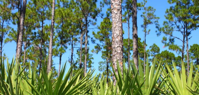 Massive restoration of world’s forests would cancel out a decade of CO2 emissions, analysis suggests