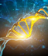 Study uncovers genetic switches that control process of whole-body regeneration