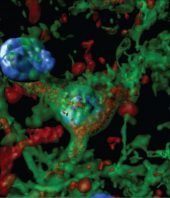 Scientists hunt down the brain circuit responsible for alcohol cravings