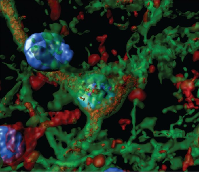 Scientists hunt down the brain circuit responsible for alcohol cravings