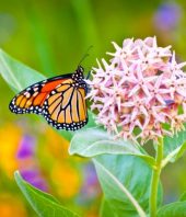 Study on Weed Killers and Monarch Butterflies Spurs Ecological Flap