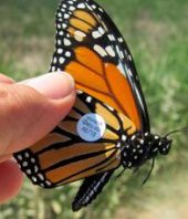 Where have all the butterflies gone? Monarch butterflies all but vanish in Idaho and the West