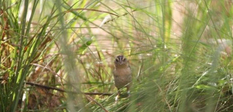 North America’s most endangered bird faces a new threat: feuding wildlife managers