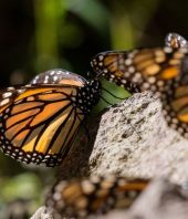 Mexico’s Monarch Butterflies Are in Grave Danger. Scientists Are Moving an Entire Forest to Save Them.