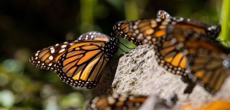 Mexico’s Monarch Butterflies Are in Grave Danger. Scientists Are Moving an Entire Forest to Save Them.