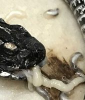 Bloodsucking worms from invasive pythons in Florida may spread across US, study finds