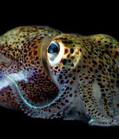 CRISPR gene-editing creates wave of exotic model organisms