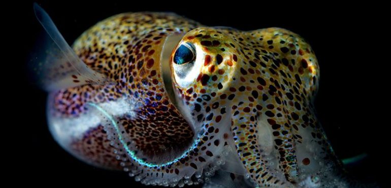 CRISPR gene-editing creates wave of exotic model organisms