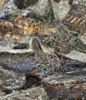 Fossil Site Reveals Day That Meteor Hit Earth and, Maybe, Wiped Out Dinosaurs