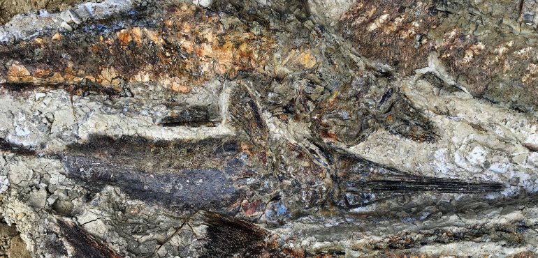 Fossil Site Reveals Day That Meteor Hit Earth and, Maybe, Wiped Out Dinosaurs