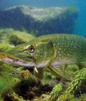 Free-floating DNA to reveal the health of river and lake ecosystems