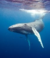 How whales defy the cancer odds: Good genes
