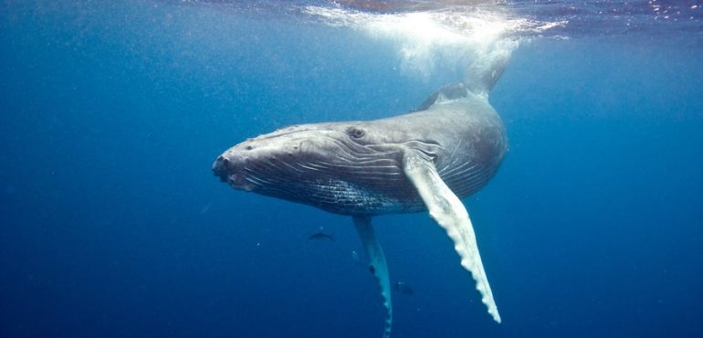 How whales defy the cancer odds: Good genes