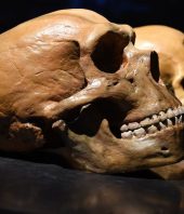 Neanderthals and modern humans diverged at least 800,000 years ago, new research shows