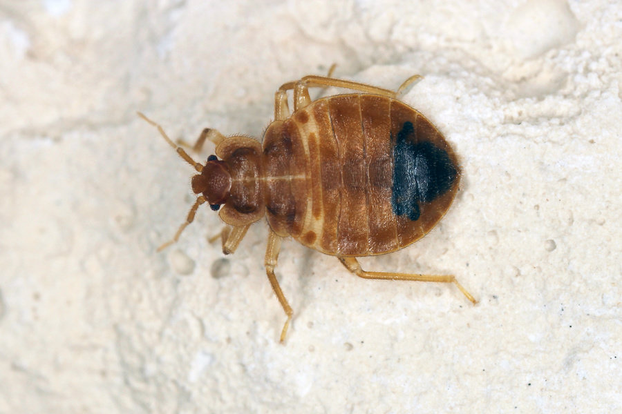 Bedbugs evolved more than 100 million years ago Pangaea Biosciences