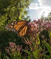 Monarch butterfly populations are on the rise
