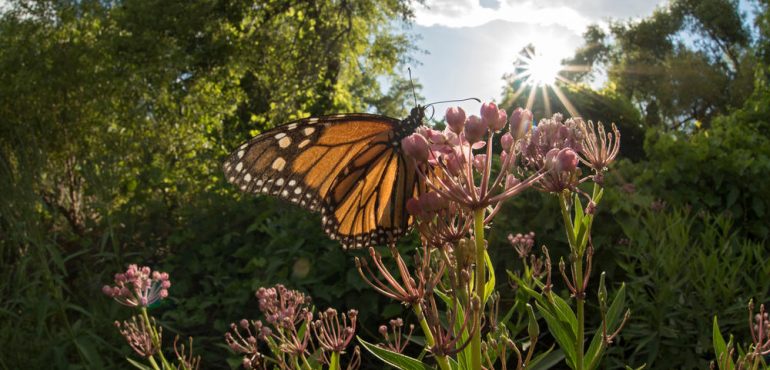 Monarch butterfly populations are on the rise