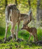 Pathogens may have facilitated the evolution of warm-blooded animals
