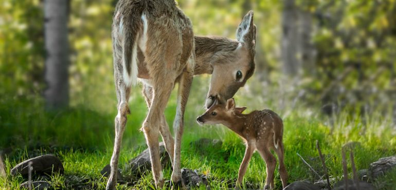 Pathogens may have facilitated the evolution of warm-blooded animals