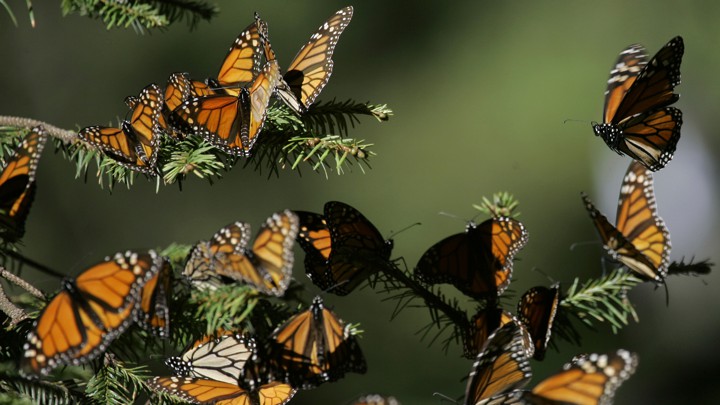 Mowing for monarchs