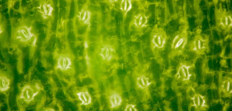 Scientists discover how plants breathe — and how humans shaped their ‘lungs’