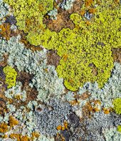 When the dinosaurs died, lichens thrived