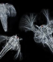 Evolution of life in the ocean changed 170 million years ago