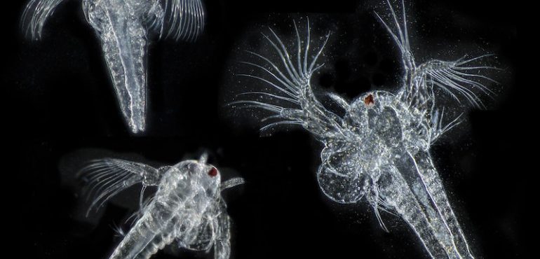 Evolution of life in the ocean changed 170 million years ago