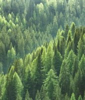 How trees could save the climate