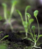 Scientists make fundamental discovery to creating better crops
