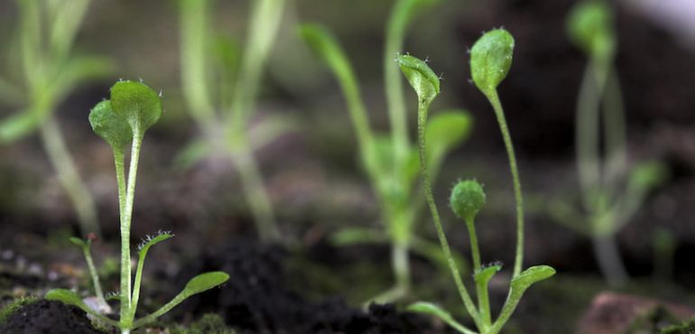 Scientists make fundamental discovery to creating better crops