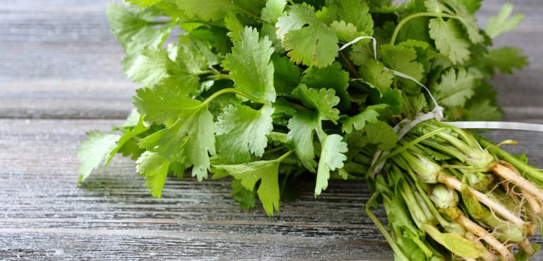 New study explains the molecular mechanism for the therapeutic effects of cilantro