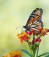 12 Bugs You Should Never Kill