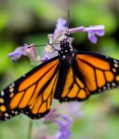 Scientists scramble to learn why monarch butterflies are dying so quickly