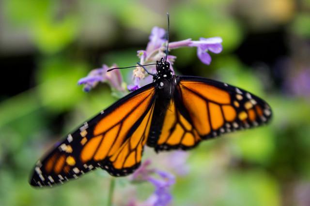 scientists-scramble-to-learn-why-monarch-butterflies-are-dying-so