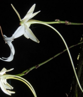 Discovery reveals secrets about how ghost orchids reproduce