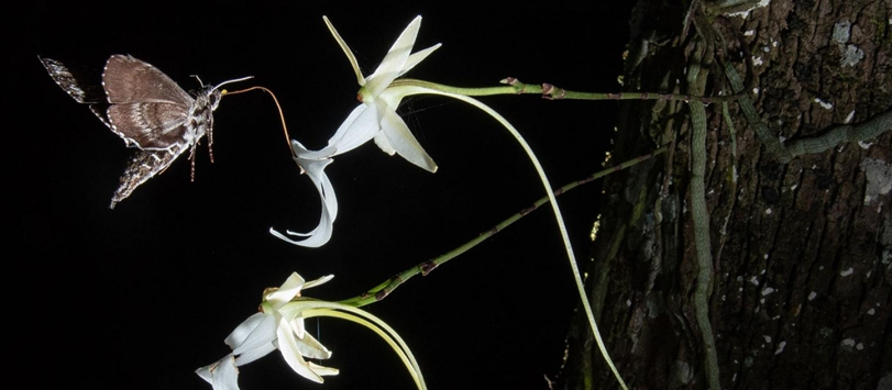 Discovery reveals secrets about how ghost orchids reproduce