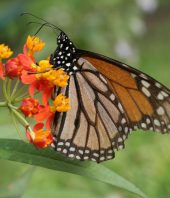 How This Popular Garden Plant May Spread Parasites That Harm Monarchs