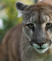 Trump administration overhauls U.S. wildlife protections over objections of conservationists