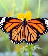 Monarch butterfly population on decline, public asked to help