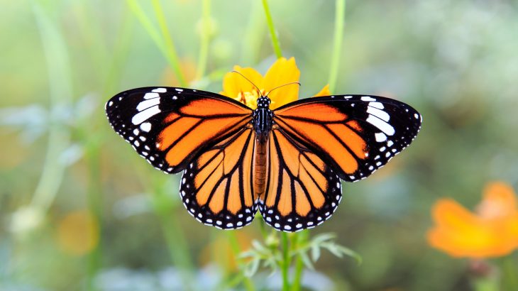 Monarch Butterfly Population On Decline, Public Asked To Help - Pangaea ...