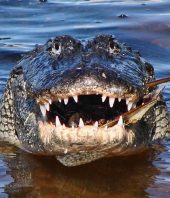 Five of Florida’s most deadly creatures