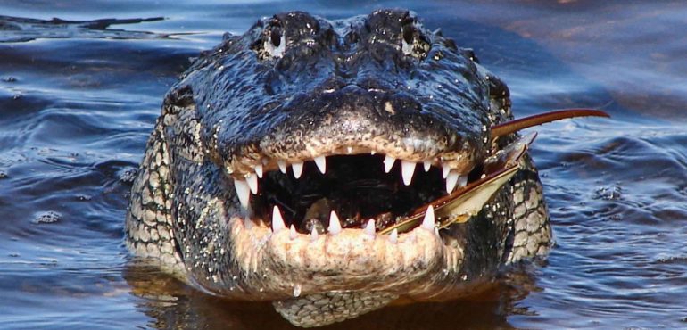 Five of Florida’s most deadly creatures