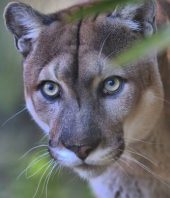 What’s affecting some Florida panthers’ ability to walk? It’s a mystery
