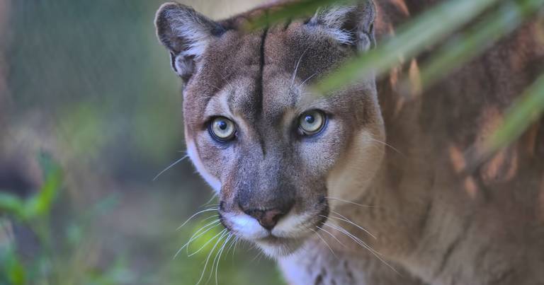 What’s affecting some Florida panthers’ ability to walk? It’s a mystery