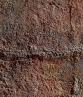 A 550-million-year-old worm was one of the first animals to move and make decisions, a new study says