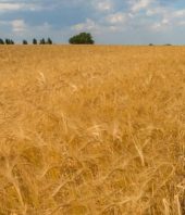 Scientists isolate drought-resistant gene in barley