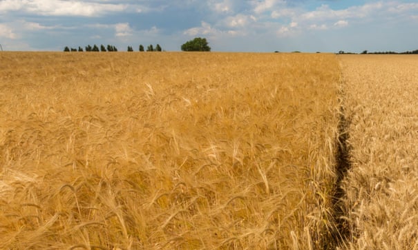 Scientists isolate drought-resistant gene in barley